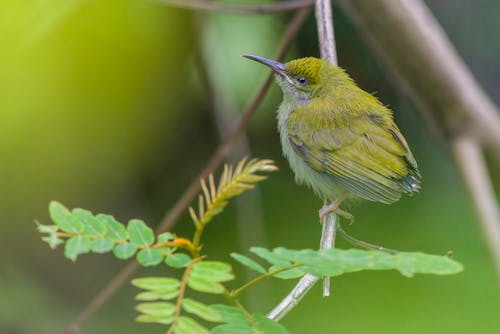 Close-up of a Streaky-Breasted Spiderhunter Sitting on a Branch 
