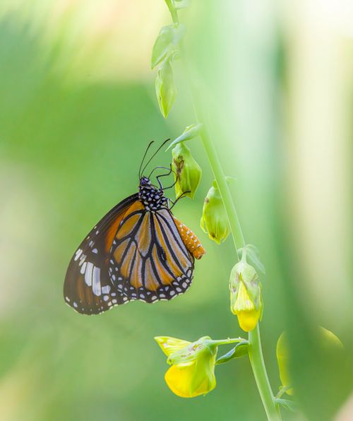 Free Closeup of a monarch butterfly perched on a yellow flower against a green background. Stock Photo