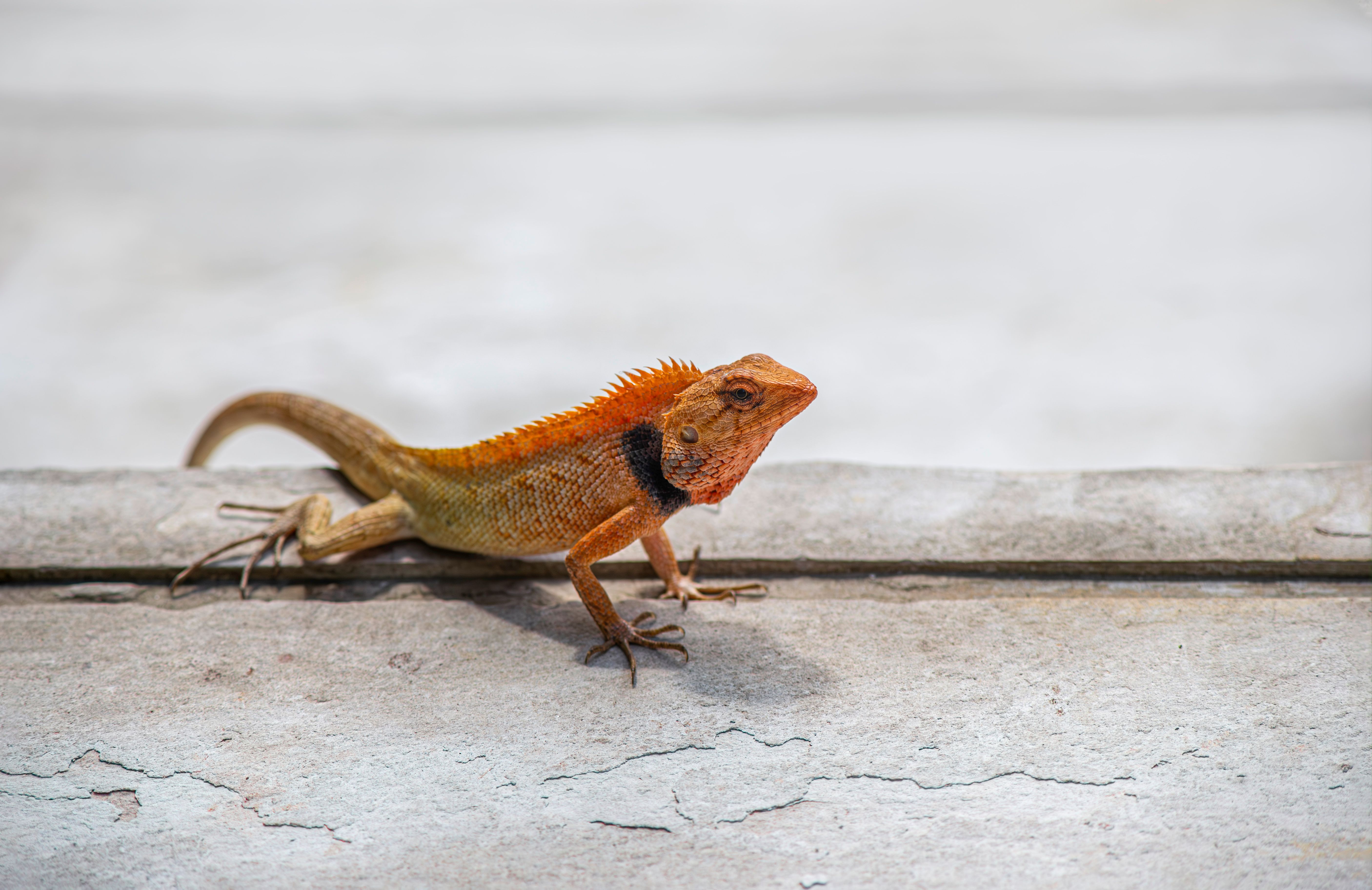 Orange Lizard on a Wall · Free Stock Photo