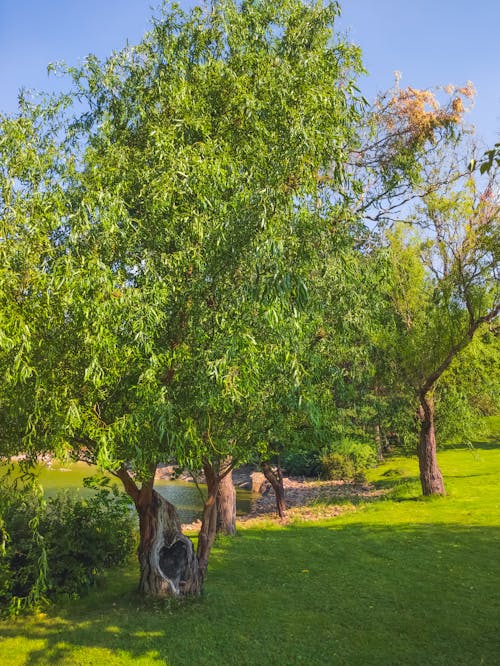 ağaçlar, ahşap, çim içeren Ücretsiz stok fotoğraf