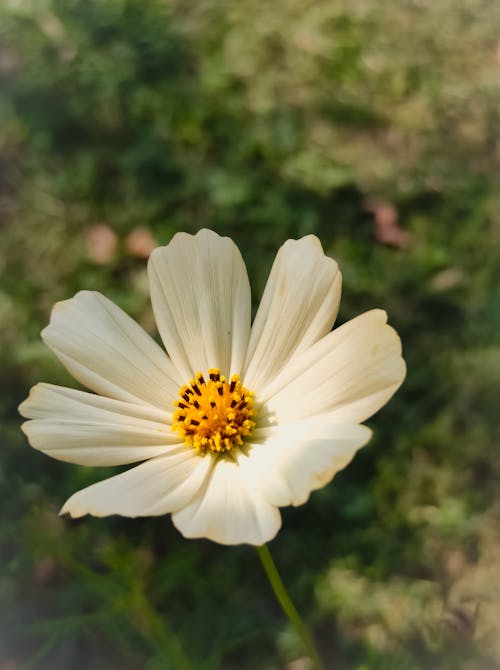 White Flower on a Field 