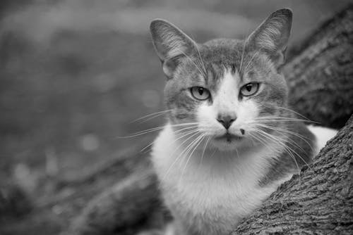 Portrait of Cat in Black and White 