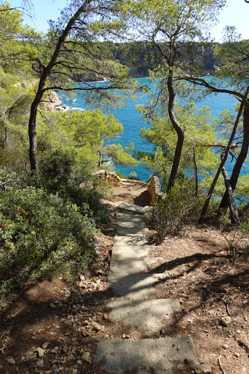 View of a Walkway between Trees Leading to a Body of Water 