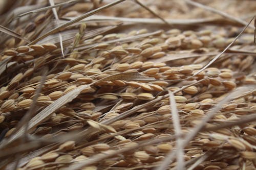 夏天, 小麥, 玉米 的 免費圖庫相片