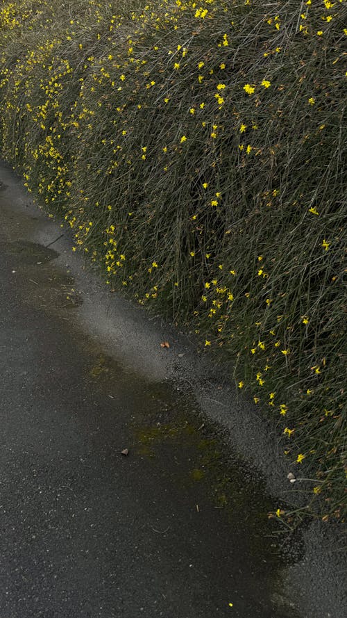 View of a Shrub with Yellow Flowers and a Wet Walkway 