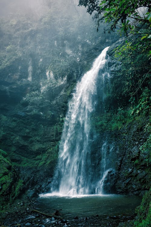 Foto d'estoc gratuïta de aigua, bosc, cascada