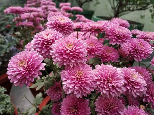 Free stock photo of beautiful dahila flowers, color of love, dahila flowers Stock Photo