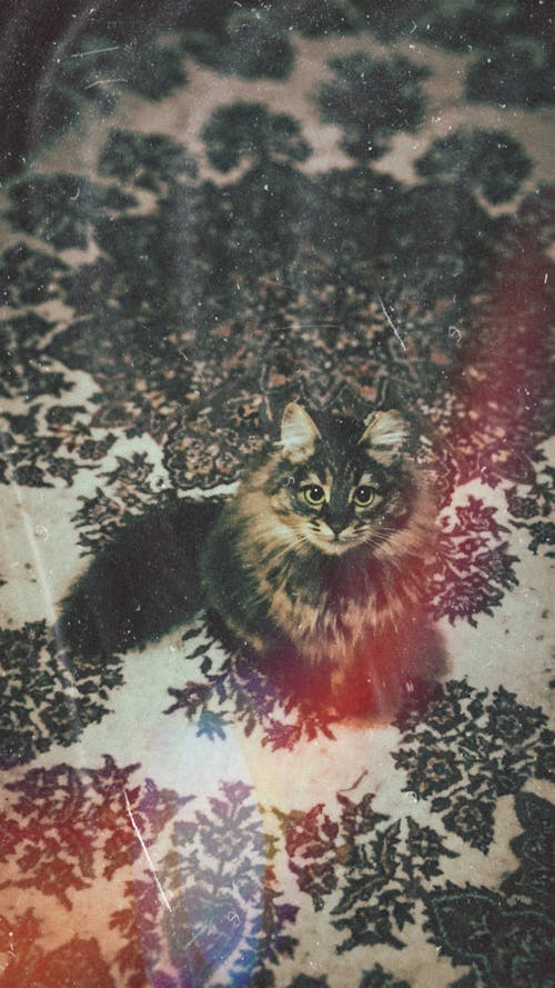 Analogue Photo of a Cat on a Mosaic Parquet 