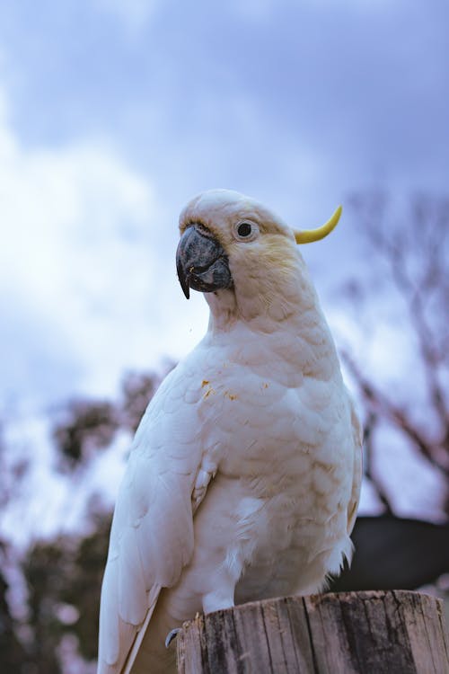 Close-up of a Sulphur-crested Cockatoo Sitting on a Wooden Pole 