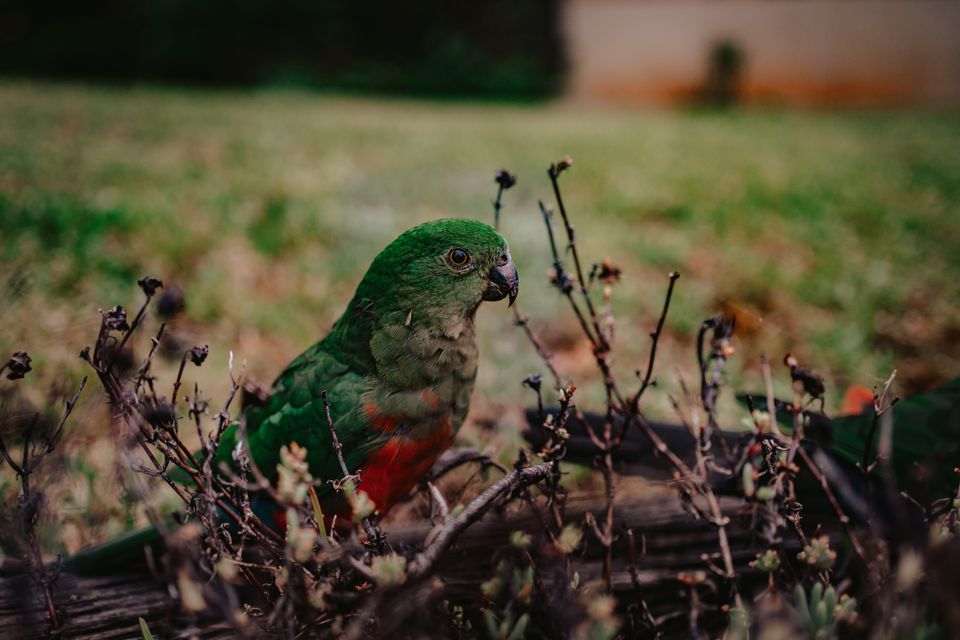 in Katoomba
