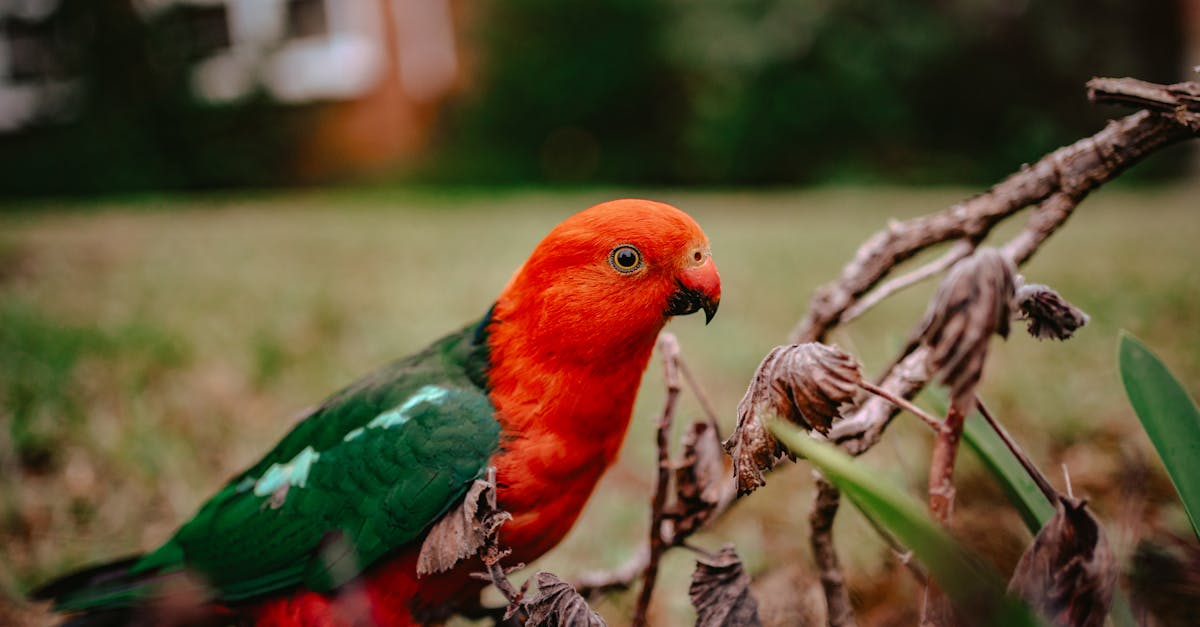 Explorer la faune unique de l'Australie