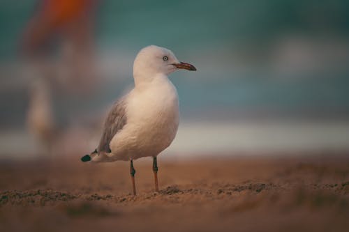 Fotos de stock gratuitas de Sídney