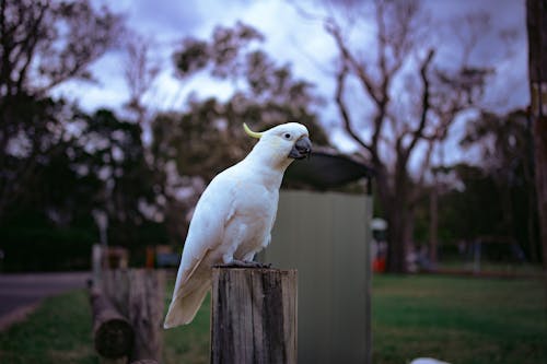 Close-up of a Sulphur-crested Cockatoo Sitting on a Wooden Pole