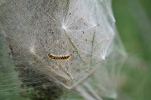 Close-up of a Caterpillar in a Spiderweb 