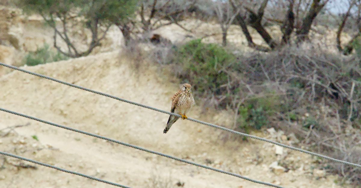 Bird on a String by the Steppe · Free Stock Photo