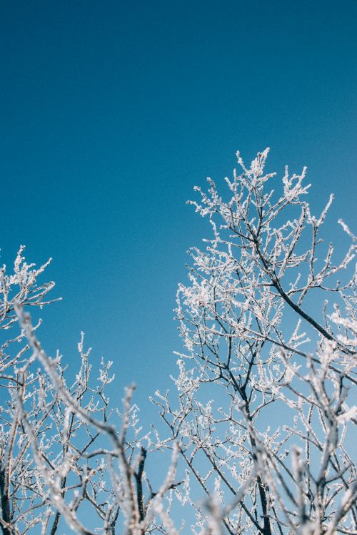 Free Elegant frost-covered branches reaching towards a vibrant clear blue sky during a crisp winter day. Stock Photo