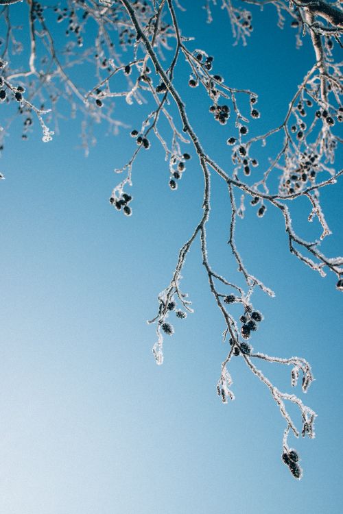 Free Frost-covered branches with berries set against a bright blue winter sky. Stock Photo