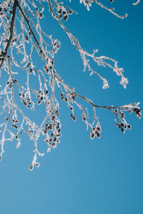 Free A serene image of frosted branches against a clear blue winter sky, capturing the essence of a cold season. Stock Photo