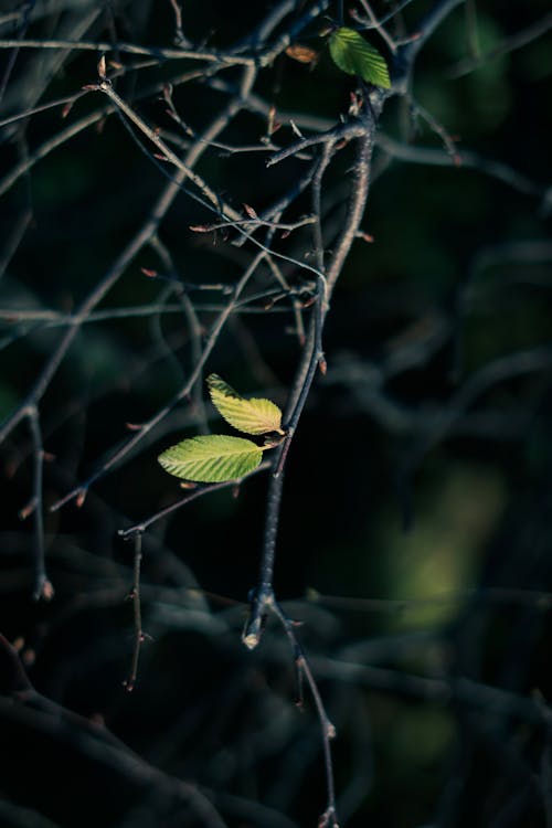 Leaves on a Branch 
