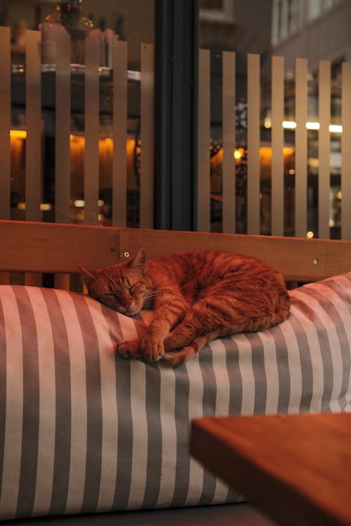 A cat sleeping on a pillow on a couch