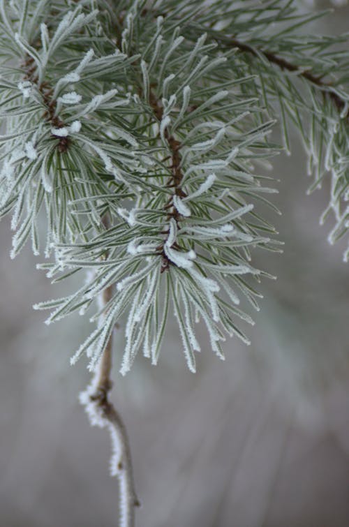 Fotobanka s bezplatnými fotkami na tému chladný, flóra, ihličnan