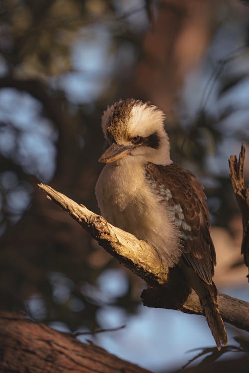 Close-up of a Laughing Kookaburra Sitting on a Tree Branch 