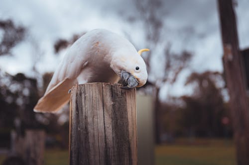 Close-up of a Yellow-Crested Cockatoo Sitting on a Wooden Pole 