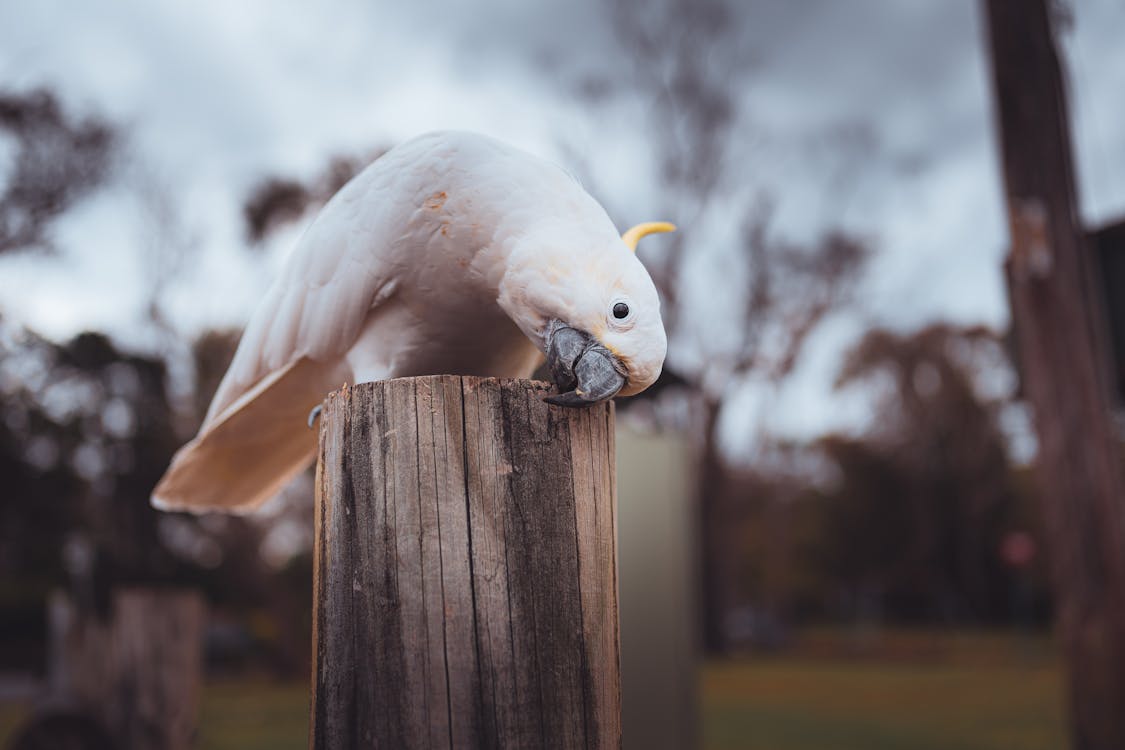 Gratis stockfoto met detailopname, dierenfotografie, exotisch