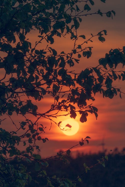 Foto profissional grátis de árvore, brilhante, cair da noite