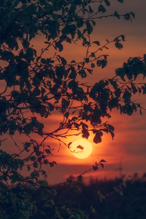 Free Captivating tree silhouette with vivid sunset colors casting a dramatic sky. Stock Photo