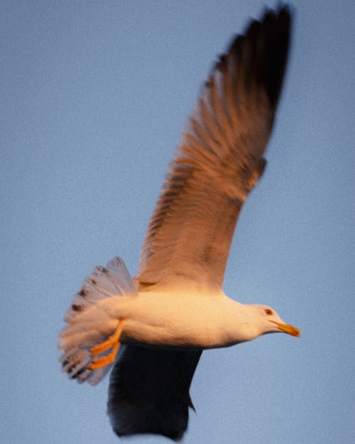 Close-up of a Flying Seagull 