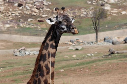 Free Close-up of a giraffe in San Diego Safari Park, California. Stock Photo