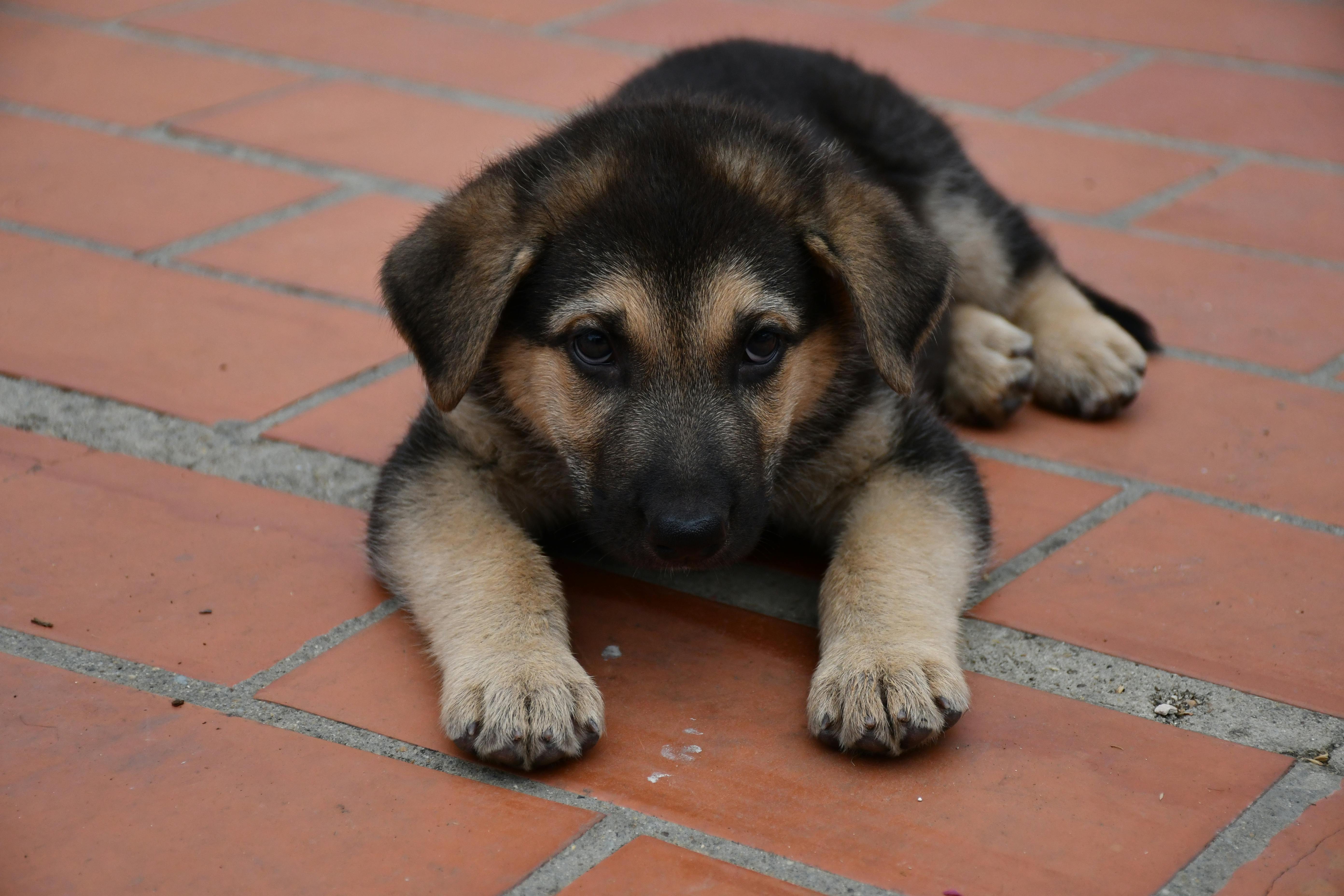 German Shepherd Dog Puppy Feeding Chart (8 weeks–16 months, by weight & age)