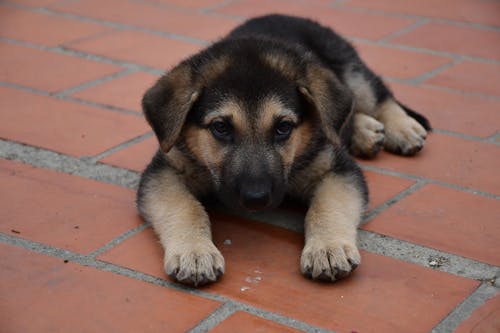 A german shepherd puppy laying on the ground
