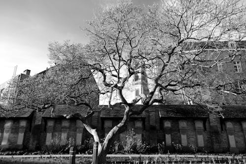教會, 樹, 碑 的 免費圖庫相片