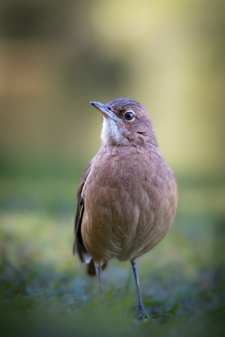 Brown Bird On A Meadow 