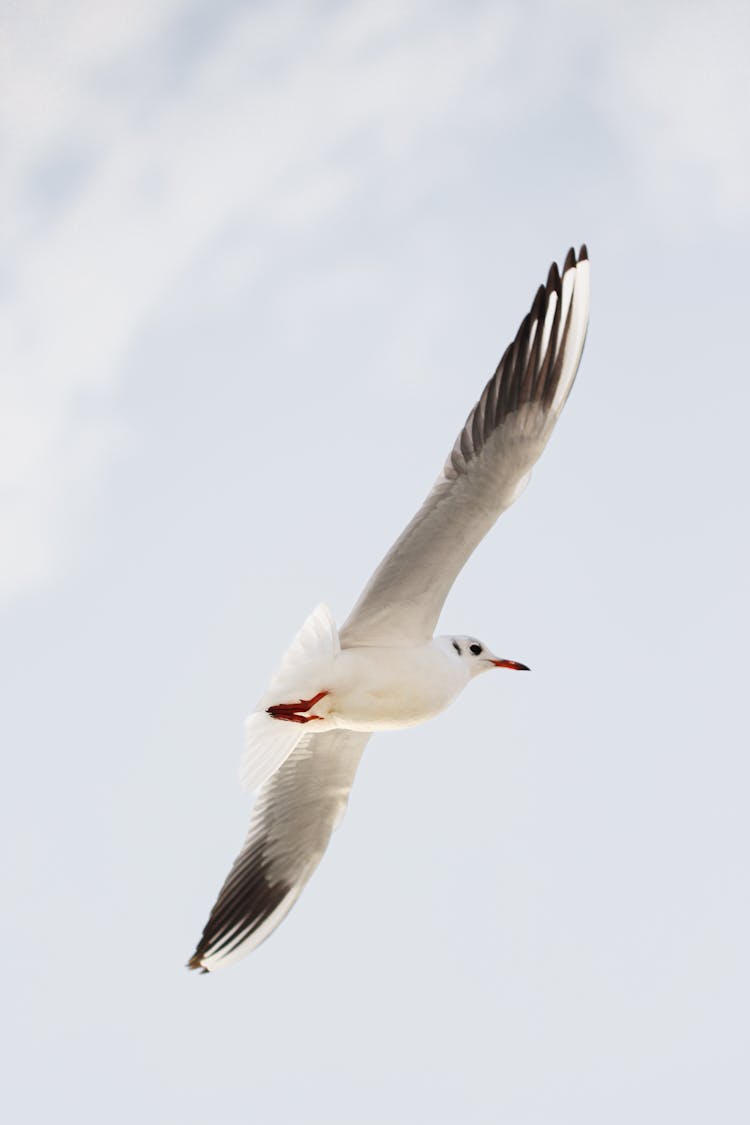 Seagull Flying In Air