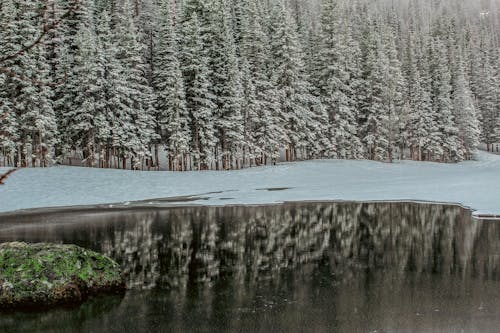 Immagine gratuita di congelando, conifero, foresta