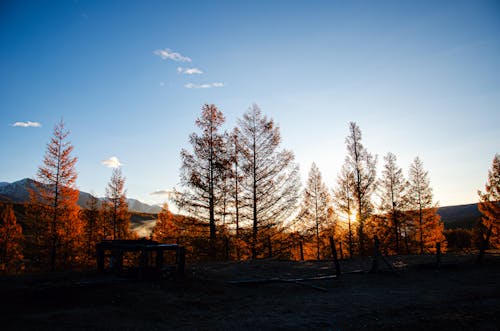 ağaçlar, akşam karanlığı, çit içeren Ücretsiz stok fotoğraf