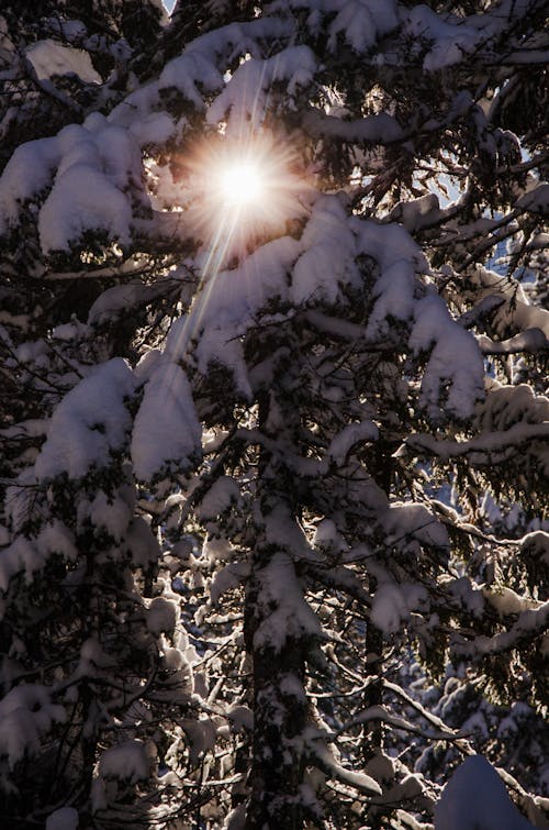 Tree Covered in Snow with Sun Shining Through