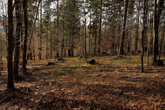 Image by Jaroslav Maléř