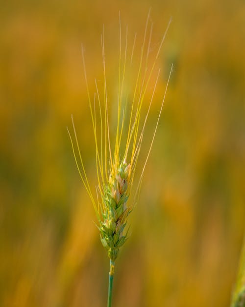Close Up of Wheat Stalk