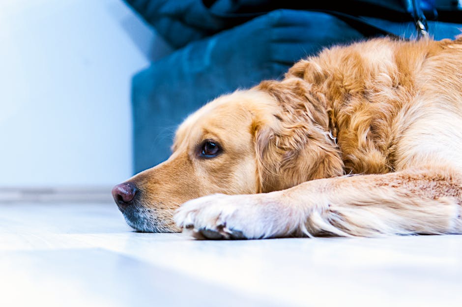 golden labrador laying down