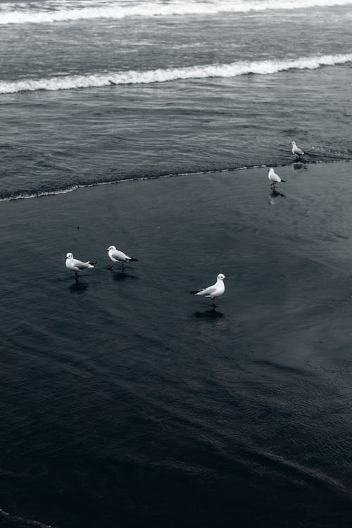 Seagulls Standing on Sand Next to Water