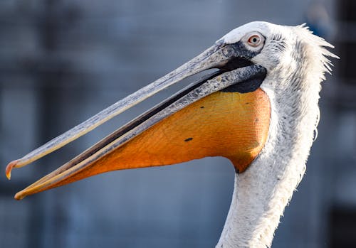 Close Up of a Curly Pelican