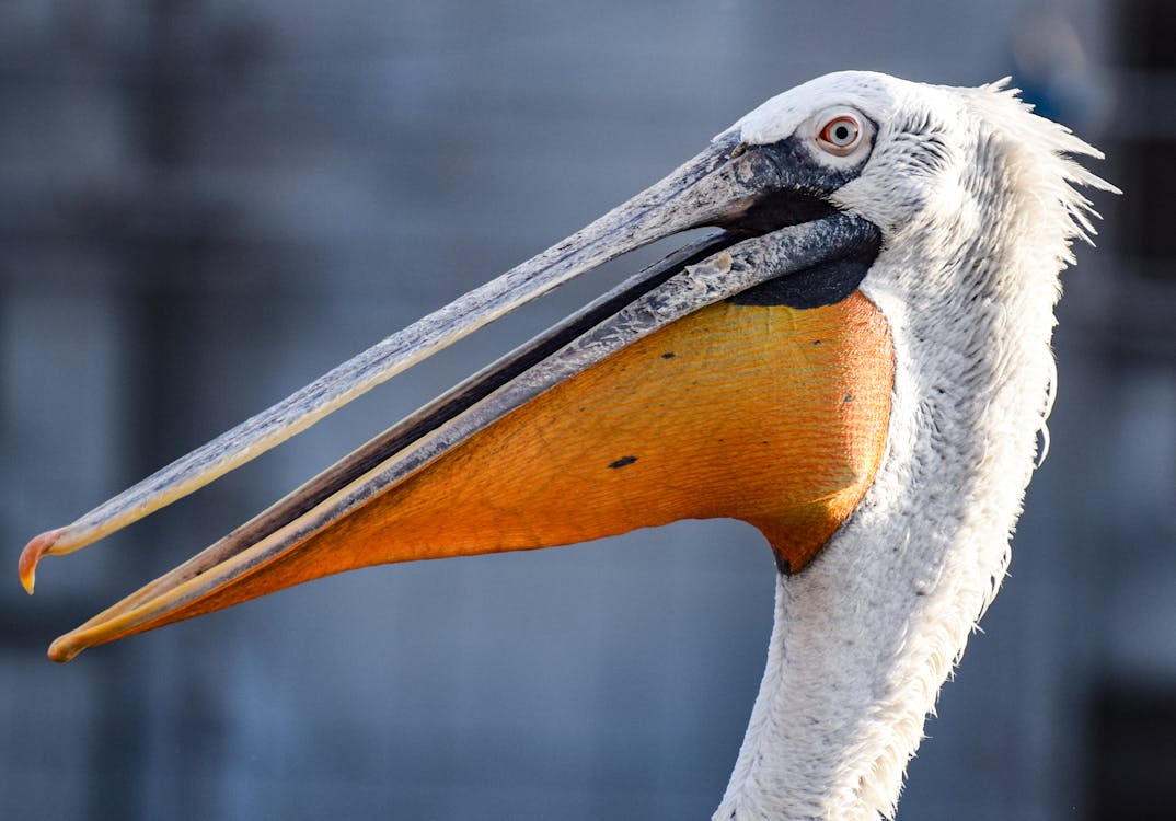 Close Up of a Curly Pelican