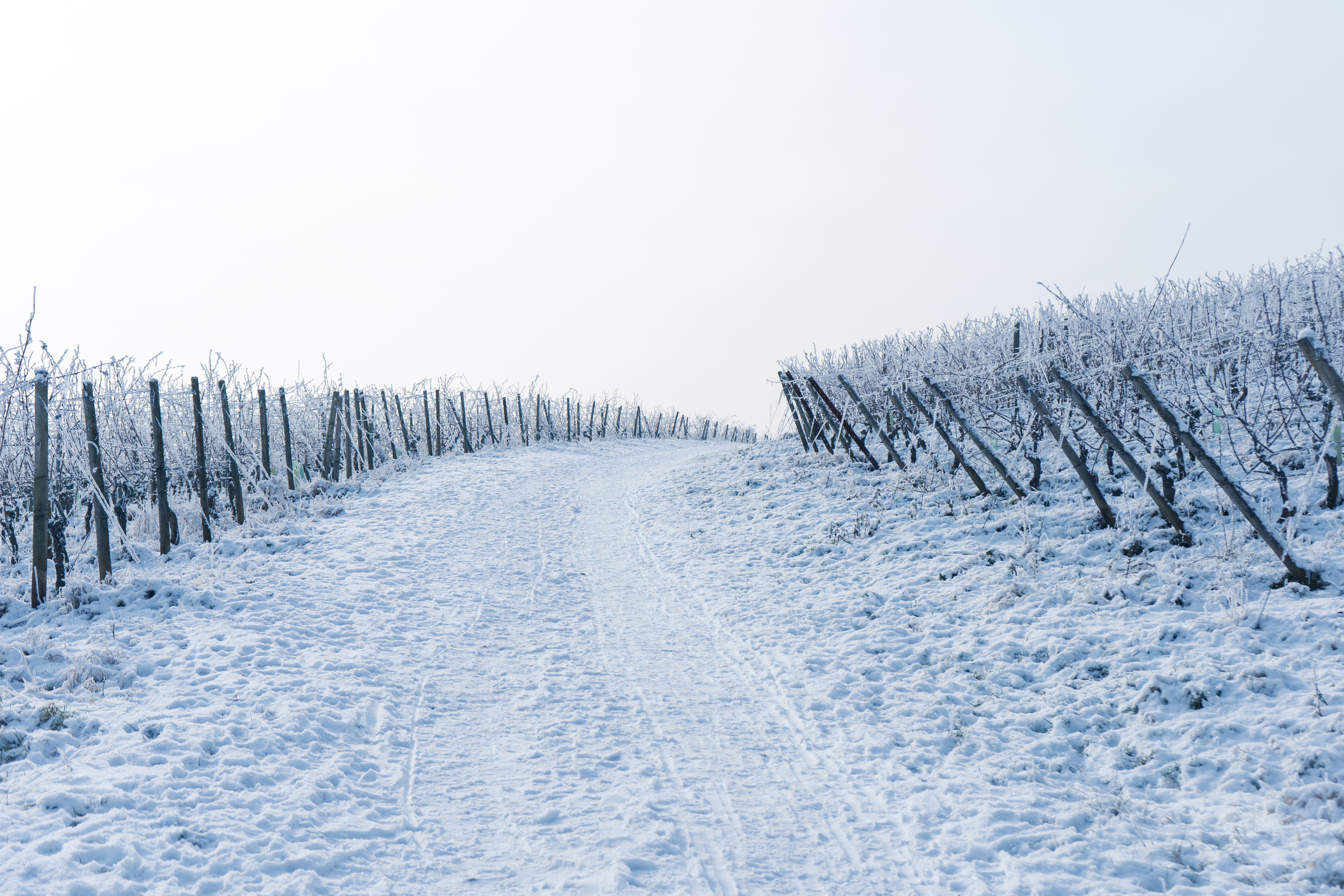 Frozen vineyard path in Oestrich-Winkel, Germany during a snowy winter day.