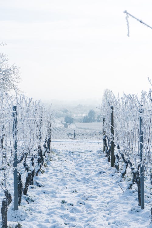 Vineyards Buried in Snow