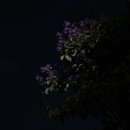 Darmowe zdjęcie z galerii z ciemność, iphone 6s, piękne kwiaty