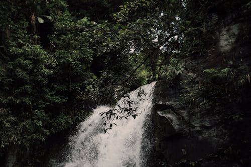 Waterfall in Forest